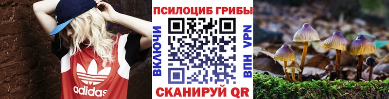 MEGA рабочий сайт Котлас Галлюциногенные грибы Psilocybine cubensis как найти закладки